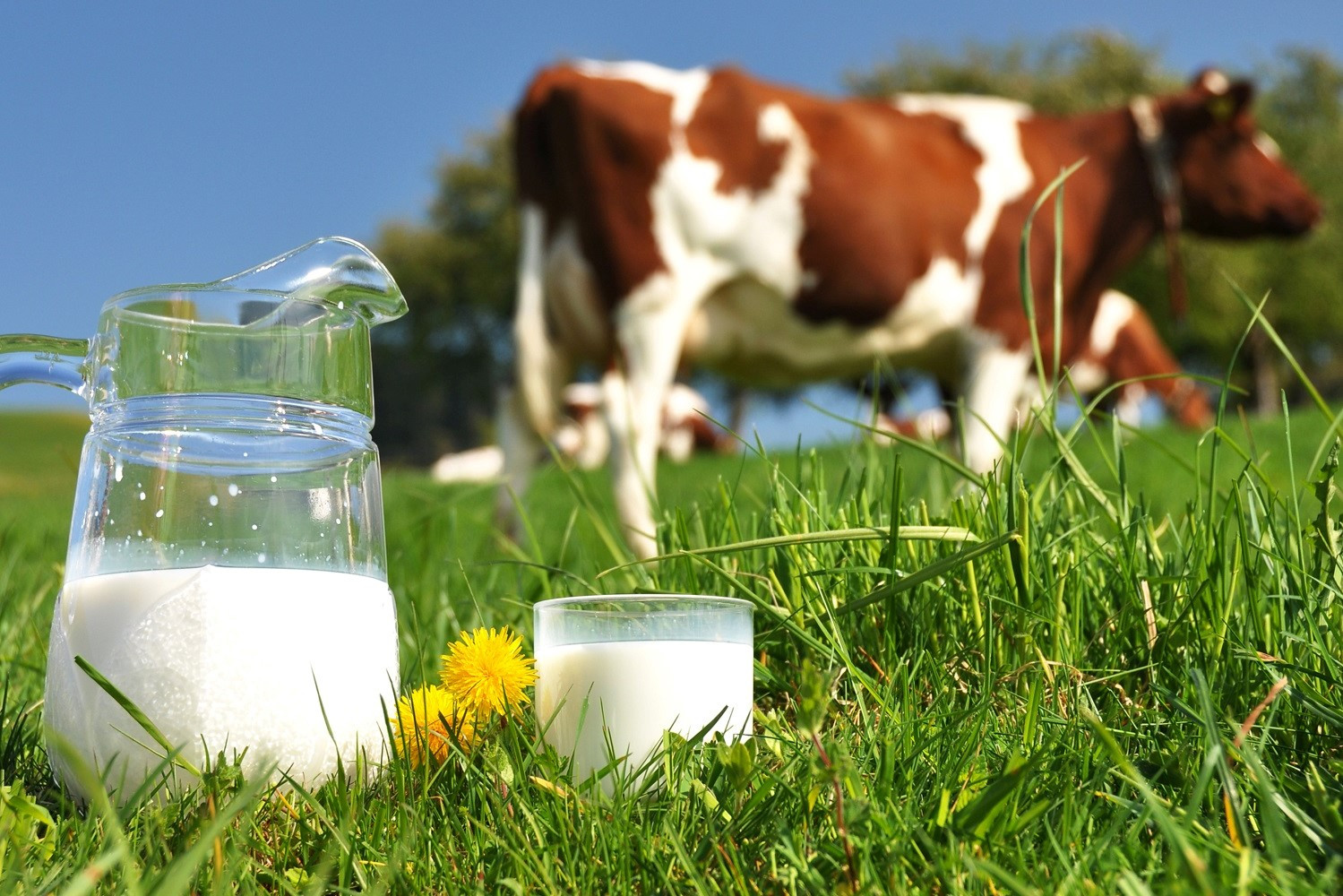 A2 raw milk in glass bottles