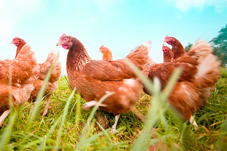 Free-Range Flock