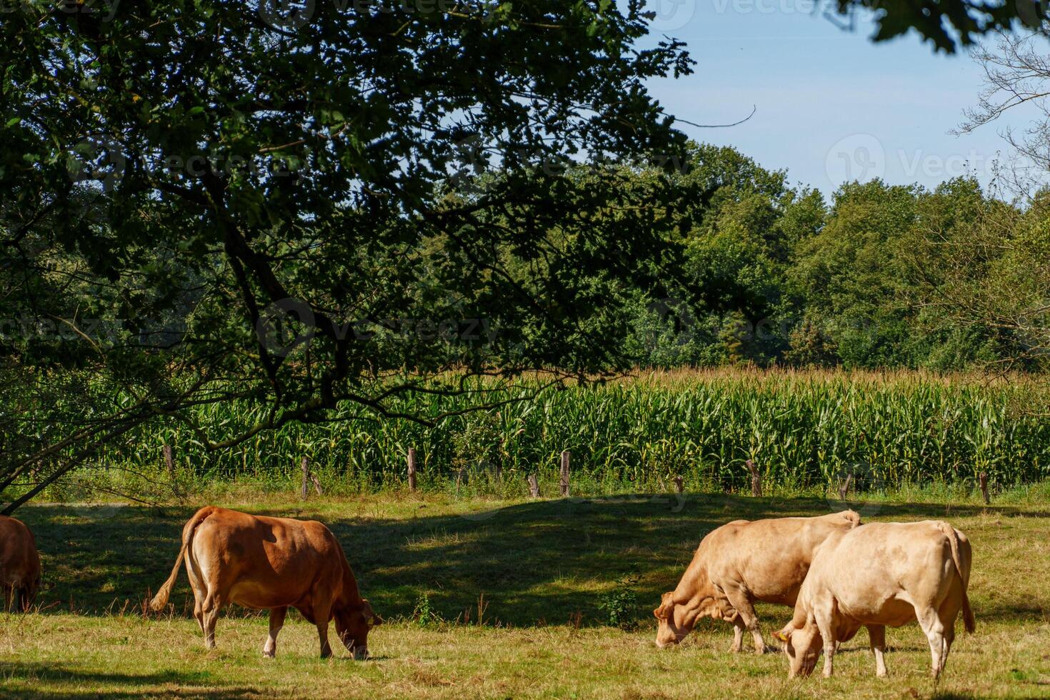 Pasture-Raised Beef in Washington, PA