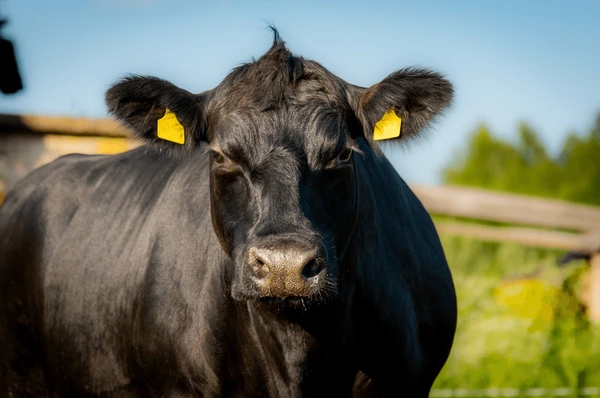 Black Angus Herd