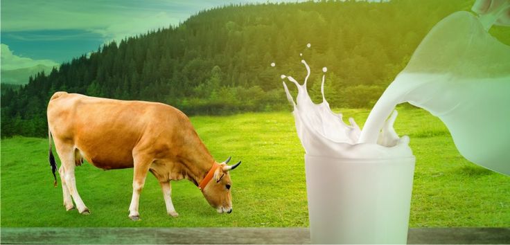 A2A2 Raw Milk