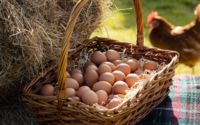 Fresh Organic Eggs