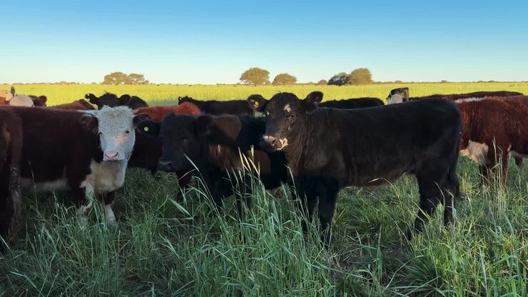 Open Pasture