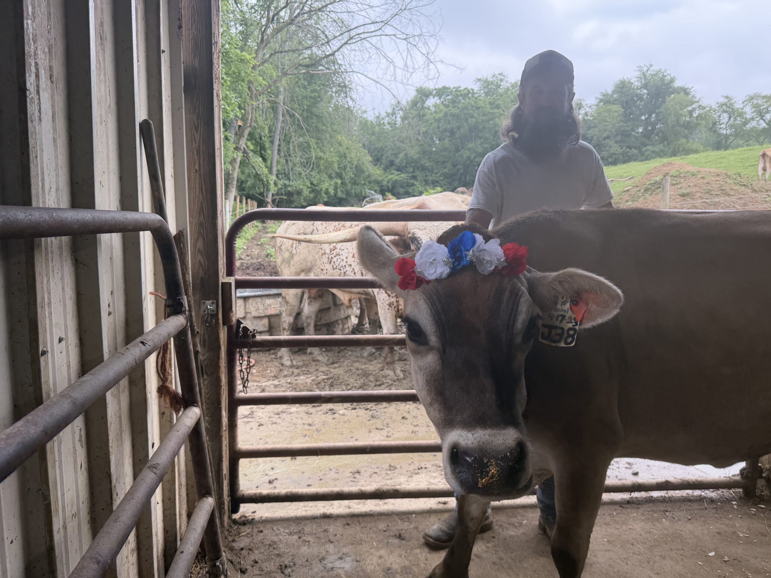 Grass-fed cattle on pasture in Butler County Pennsylvania near Pittsburgh